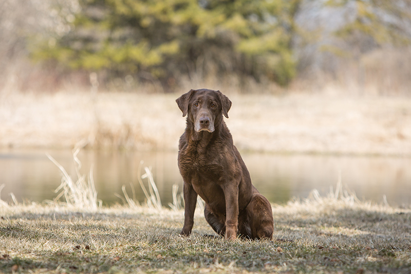 Ruger | Soggy Acres Retrievers