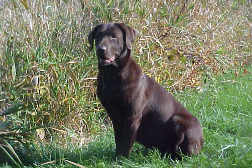 Female Labrador Retrievers | Soggy Acres Retrievers