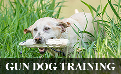 Gun Dog Training | Soggy Acres Retrievers