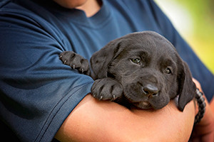 Labrador Retriever Breeder | Soggy Acres Retrievers