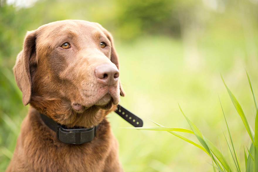 Pickett's Charge | Soggy Acres Retrievers