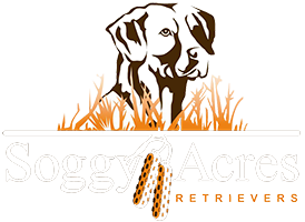 Soggy Acres Retrievers | Labrador Retriever Breeders